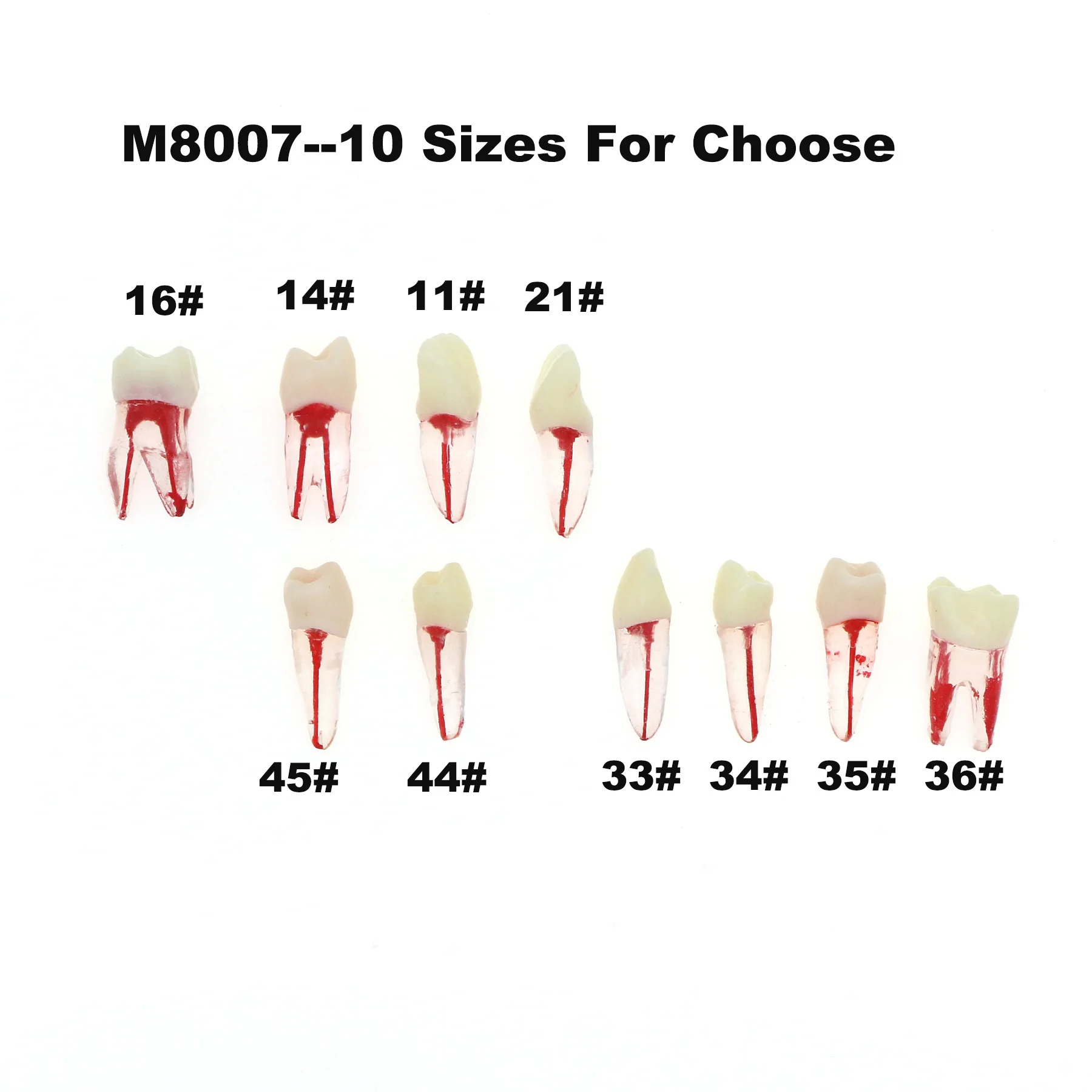 

Dental Endo Root Canal Pulp Cavity Practice Teeth Model RCT Endodontic Typodont M8007 11# 14# 16# 21# 33# 34# 35# 36# 44# 45#