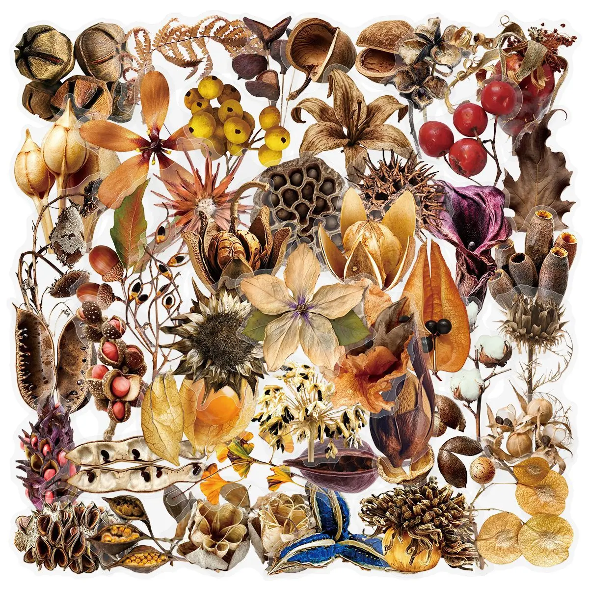 50 Stück Trockenfrucht-Exemplar-Transparenz-Graffiti-Aufkleber, realistische Trockenblumen-Abziehbilder, DIY für Gepäck, Handy, Gitarre, klassisches Kinderspielzeug