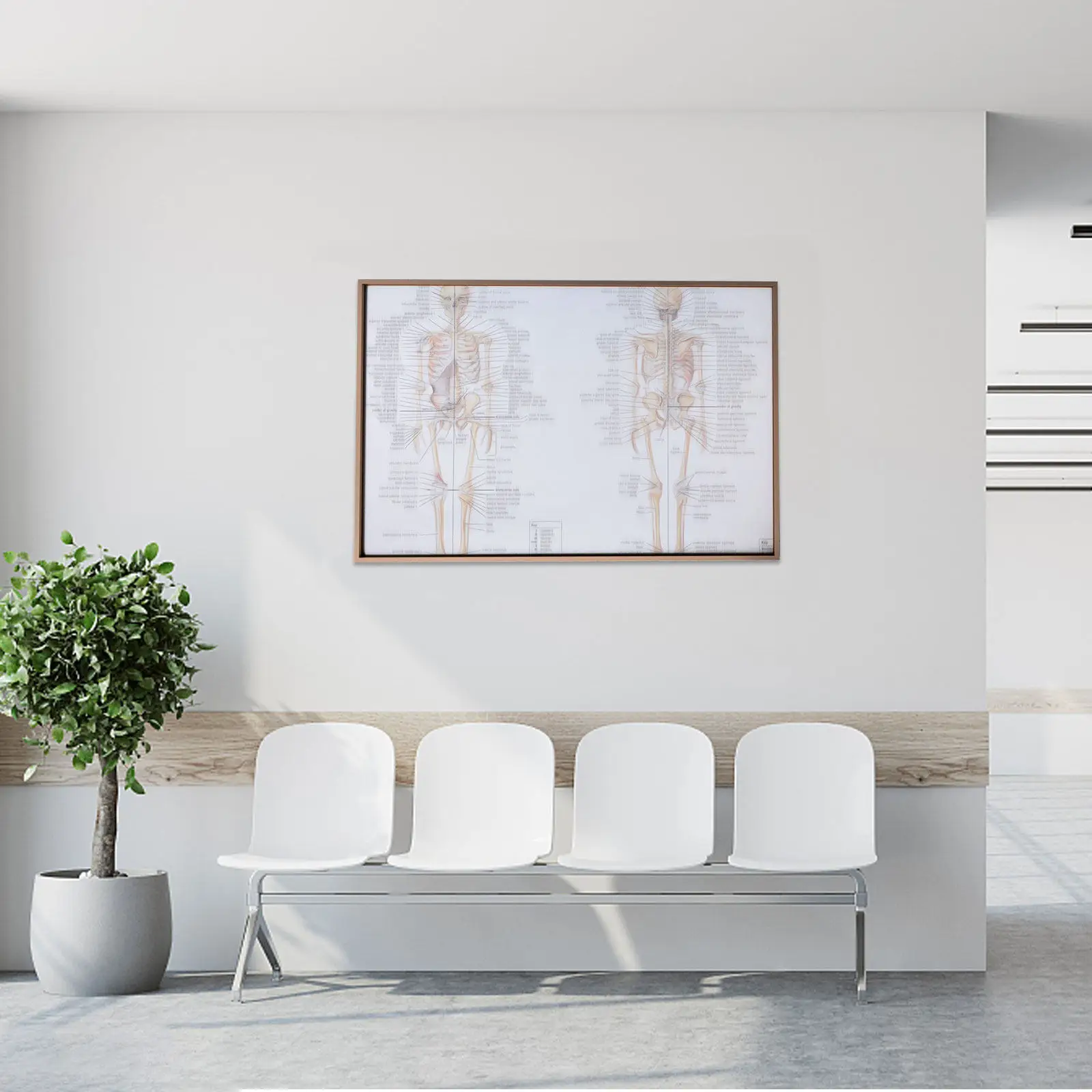 

1Pcs Human Anatomy Poster Clear Font Muscle Bone Structure Teaching Painting for School Lab Science Classroom Anatomy Poster