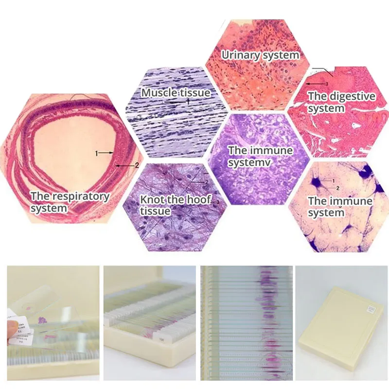 Set of 100 Microscope Prepared Typical Histology Slides for Medical Studay Education Teaching