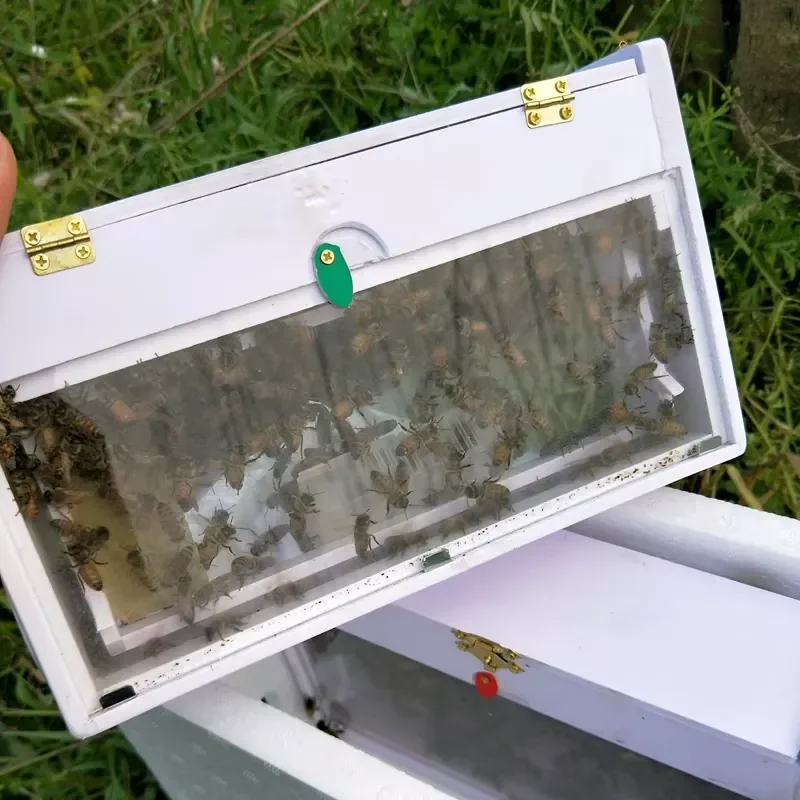 X2 Charliebeekeeping New Transparent Observe Mating Nuc, Mini Mating Nuc Beehive Box for Beekeeping