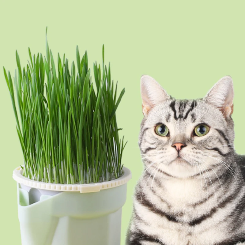 Cat Snack Cat Mint Planting Hydroponic Box Cat Grass Pot Color Contrast Hydroponic Cat Grass Box Det Cat Grass Planting Bowl