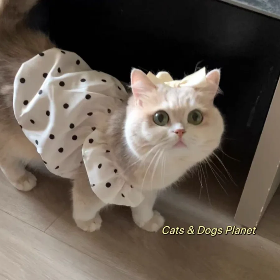 1 Stück klassisches gepunktetes Haustier-Tanktop, Anti-Shedding-Tanktop-Kleid für Haustiere, Teddybär, Kleidung für kleine und mittelgroße Katzen und Hunde – Detail 4