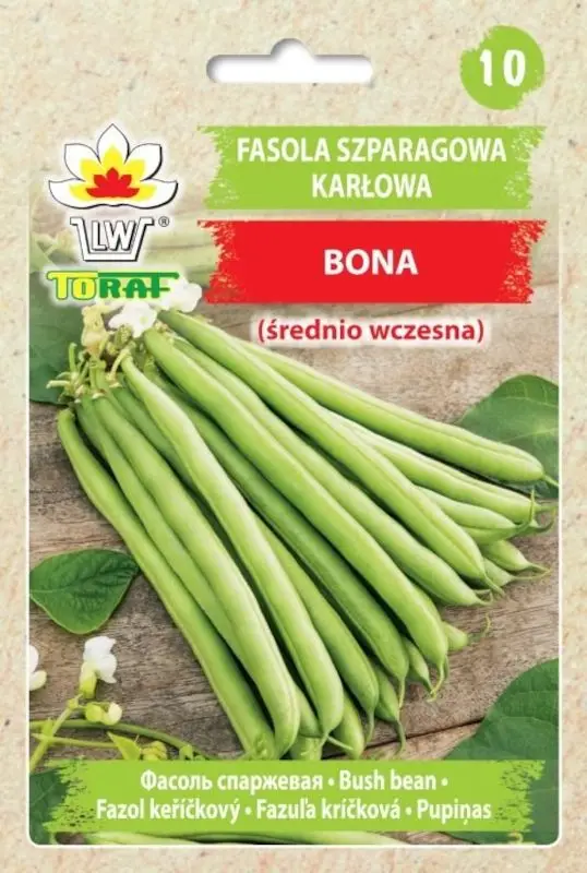 Graines de haricots asperges Bona 30 g, grappes vertes fibreuses de taille moyenne, maturées précoce, 12-14 cm, idéales pour la culture et la transformation