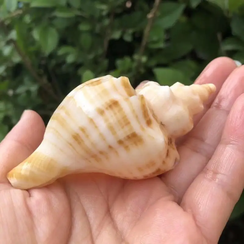 Natural White Spiral Conch Shell Aquarium Decoration, Ornament for Fish Tank, Hermit Crab Shell Replacement, Spiral Snail Home