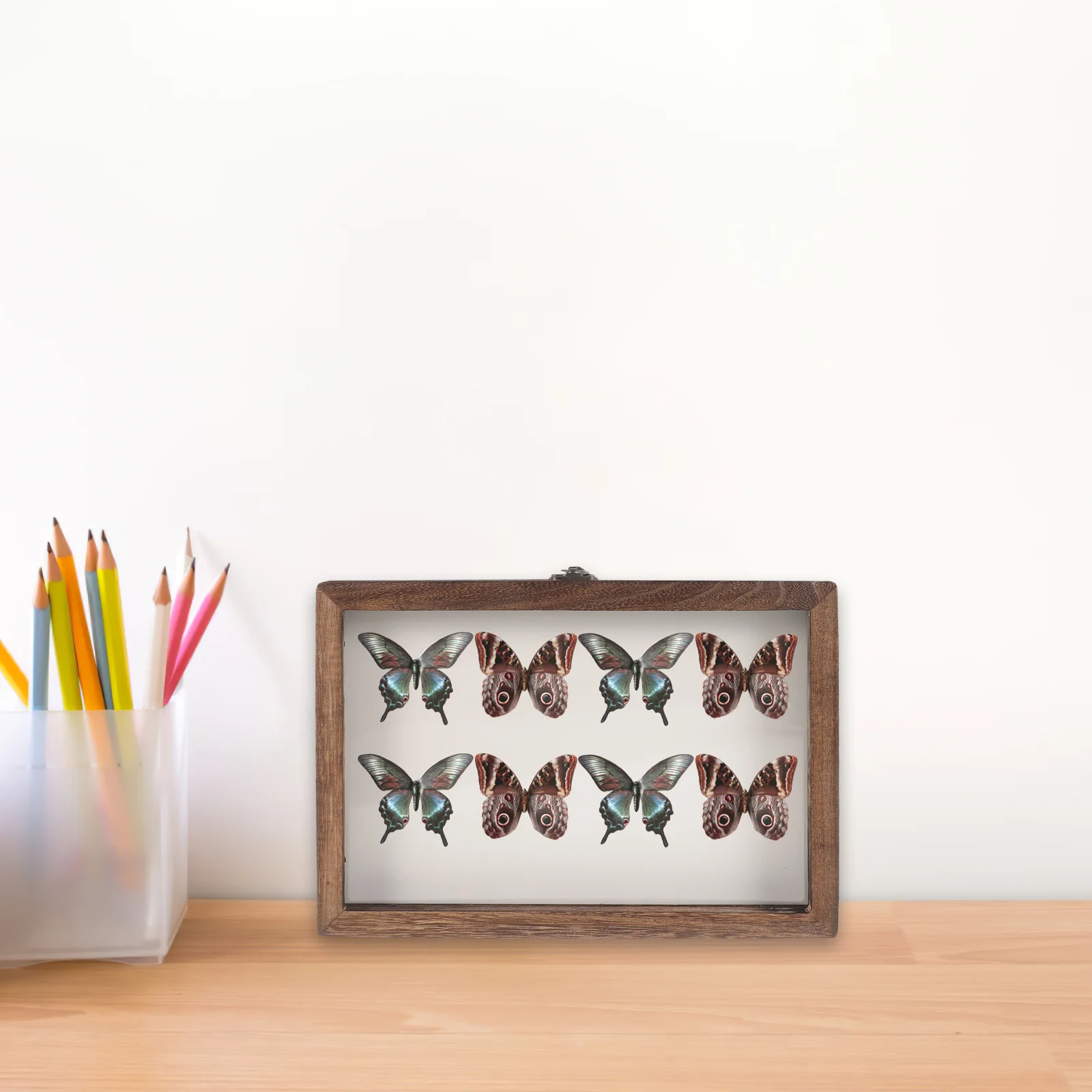 Butterfly Specimen Display Box Butterflies Case Dried Flowers Insect Holder Photo Frame