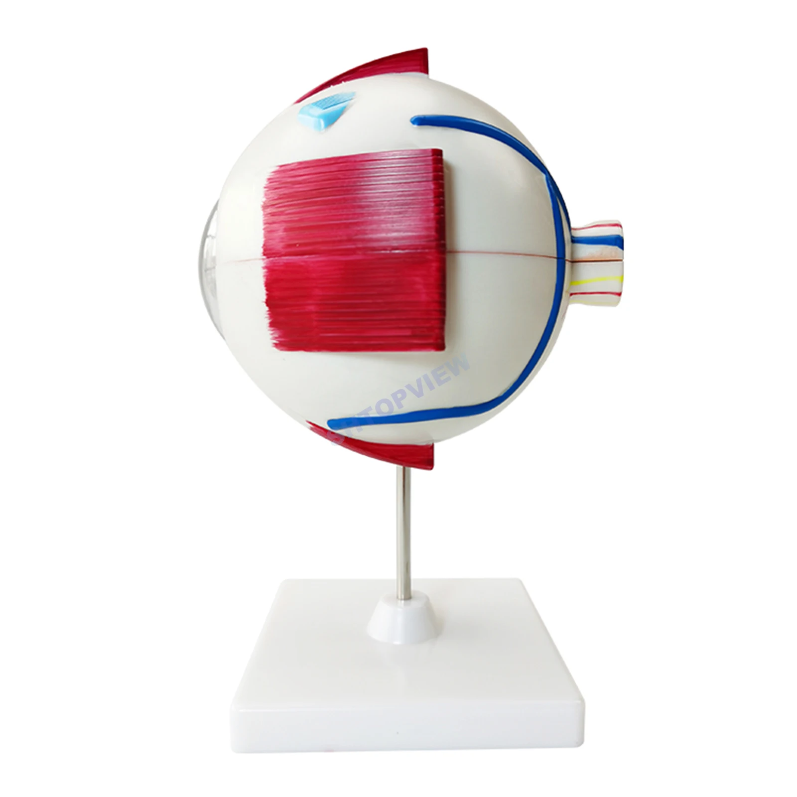 

SHTOPVIEW Офтальмологическое увеличение человеческого глаза, анатомическая модель глазного яблока для оптического LTB-M1