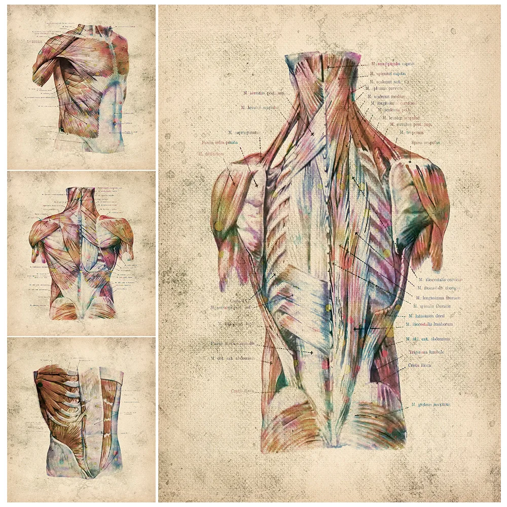 

Human Muscular System Anatomy Vintage Medical Poster Wall Art Canvas Painting Home Decor Wall Pictures For Living Room Unframed