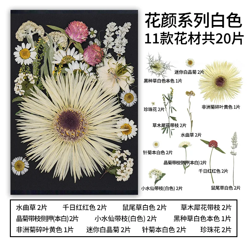 Children's Dried Flower Embossed Decorative Plant Specimen Painting Petals Material Package Handmade DIY Photo Frame Glue Embossed Flower Table Lamp Flower Material
