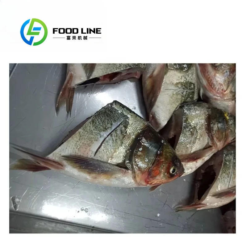 FCM 618 Vertical Bevel Angle Fish Head Cutting Machine Commercial Fish Processing Plant Seafood Cutting Equipment