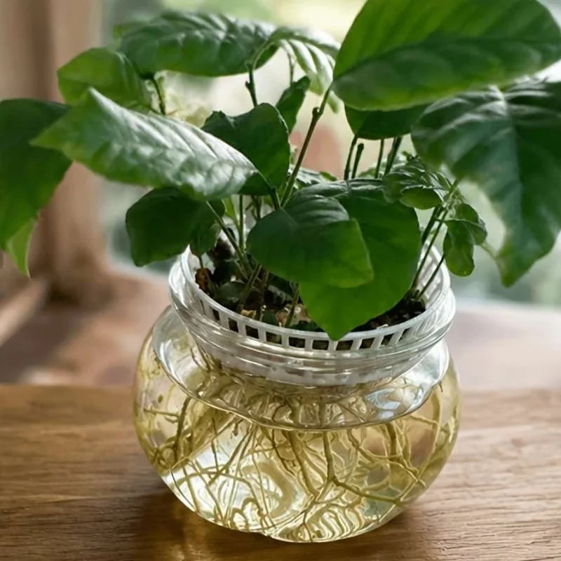3D Printed Hydroponic Germination Tray Litchi Longan Seed Sprouting Pot Indoor Plant Growing Stand