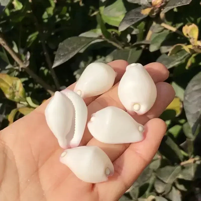 5PCS  White Rabbit Snail Natural Conch Shell Fish Tank Landscaping Aquarium Decoration Photography Props Mediterranean Ornaments
