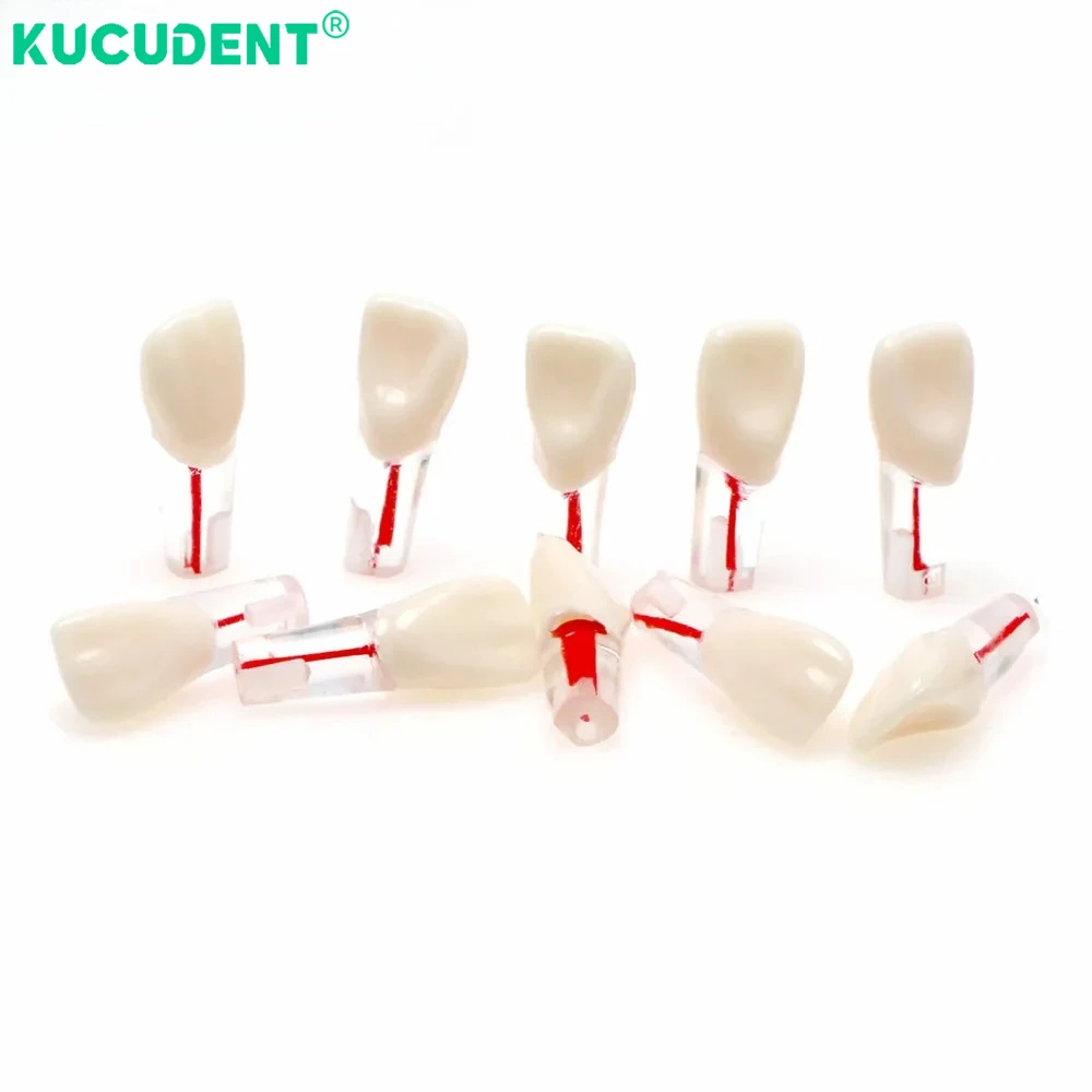 

50 PCS Dental Endo Teeth Model RCT Practice Root Canal Block Pulp Cavity Endodontic Training Student Teaching Study Lab Dentist
