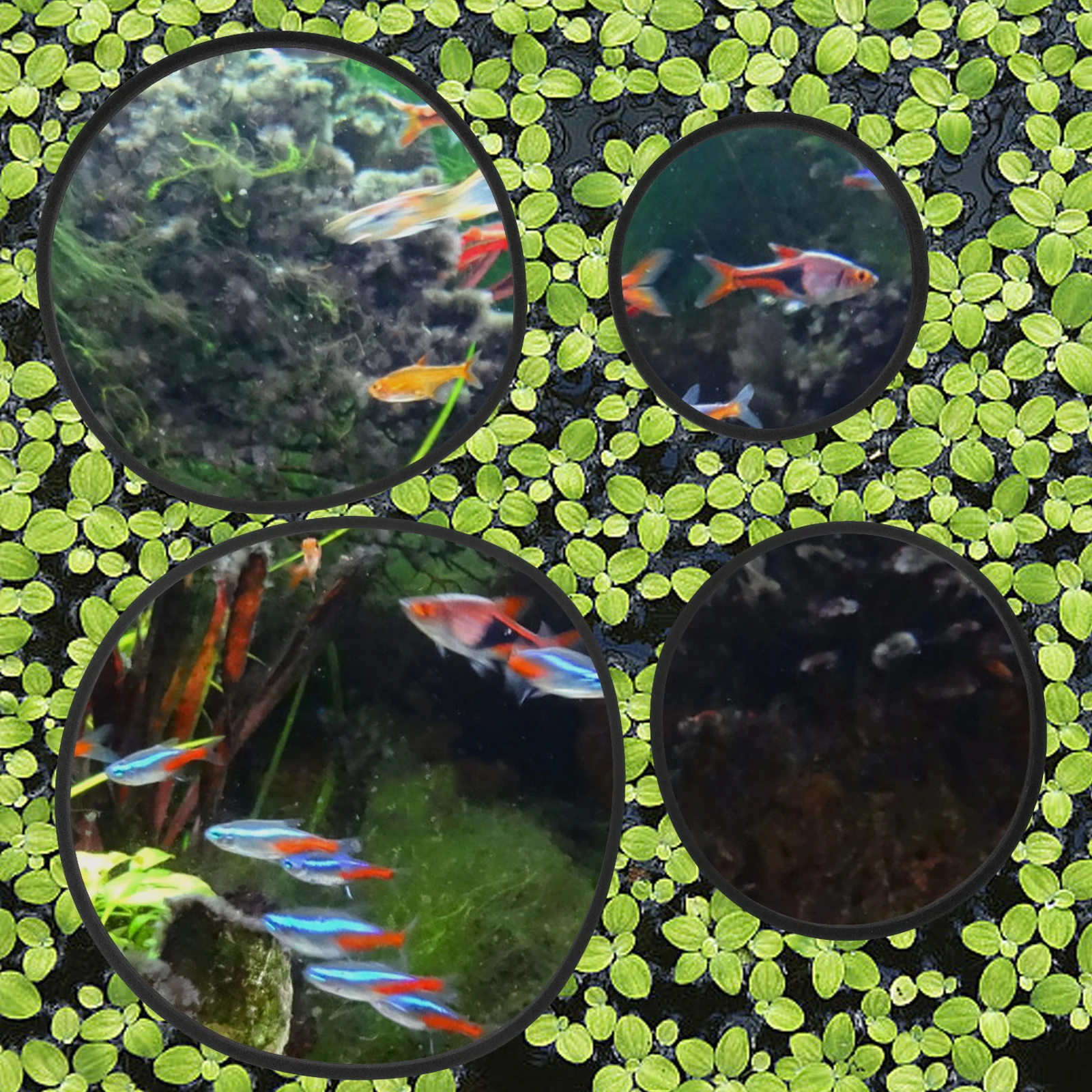 5 Pcs Fish Aquarium Tank Grass Retaining Ring Floating Plant Rings Holder Bracket Feeder Black Duckweed Isolation Circles