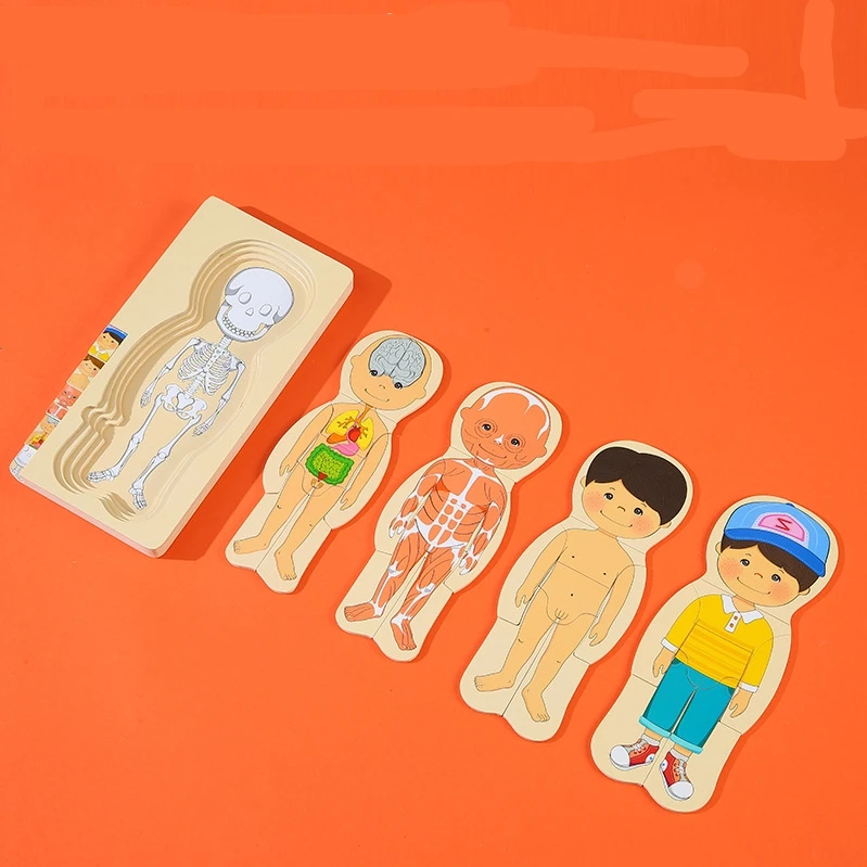 Children Wooden Human Body Puzzle Anatomy Play Skeleton Toy 5 Layers Body Structure Montessori Jigsaw Puzzles Preschool Learning