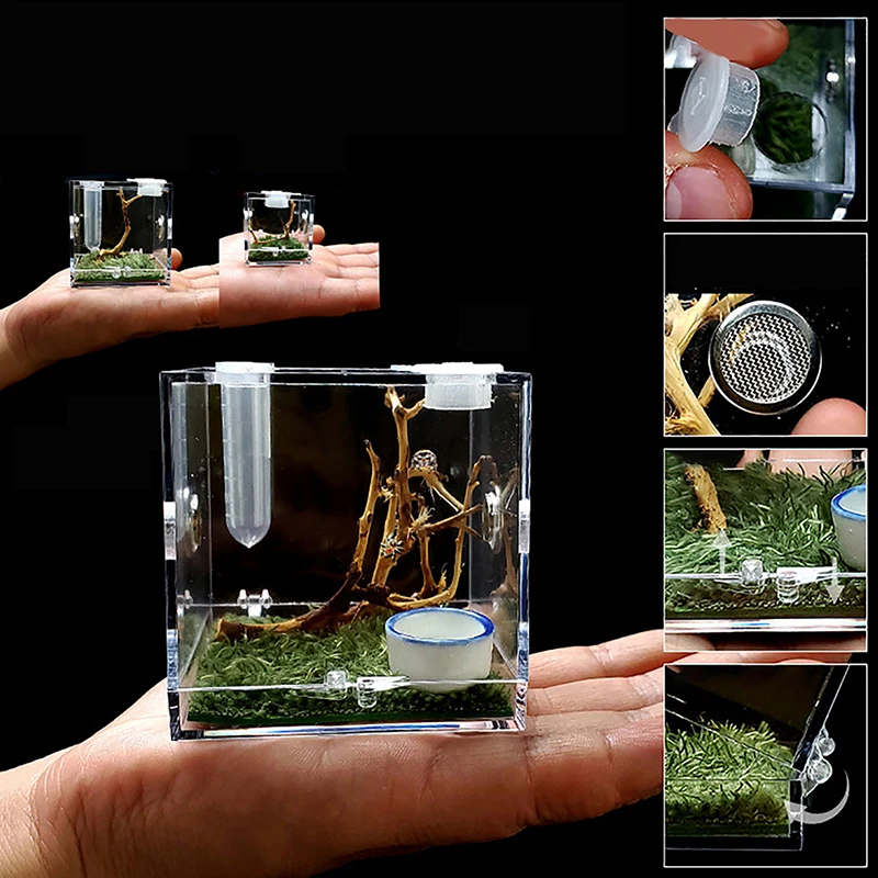 Black Widow Spider Small Insect Breathable Terrarium Transparent Reptile Breeding Box Assembled Eco Box