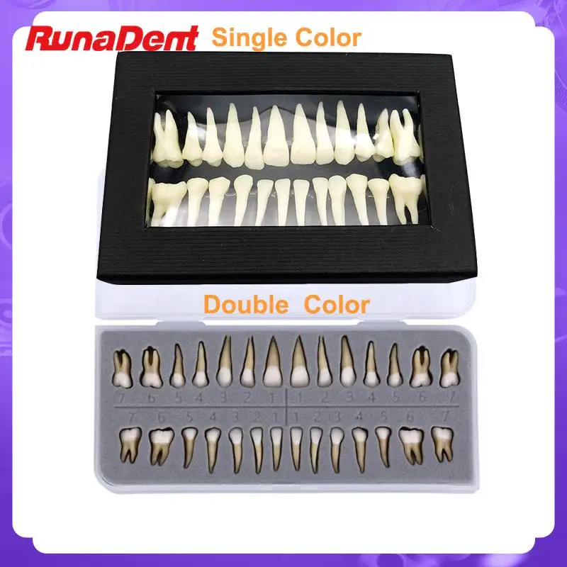 

28Pcs/set Two or Single Color 1:1 Dental Demonstration Teeth Model Packaged Dental Implant Training Demonstration Tools