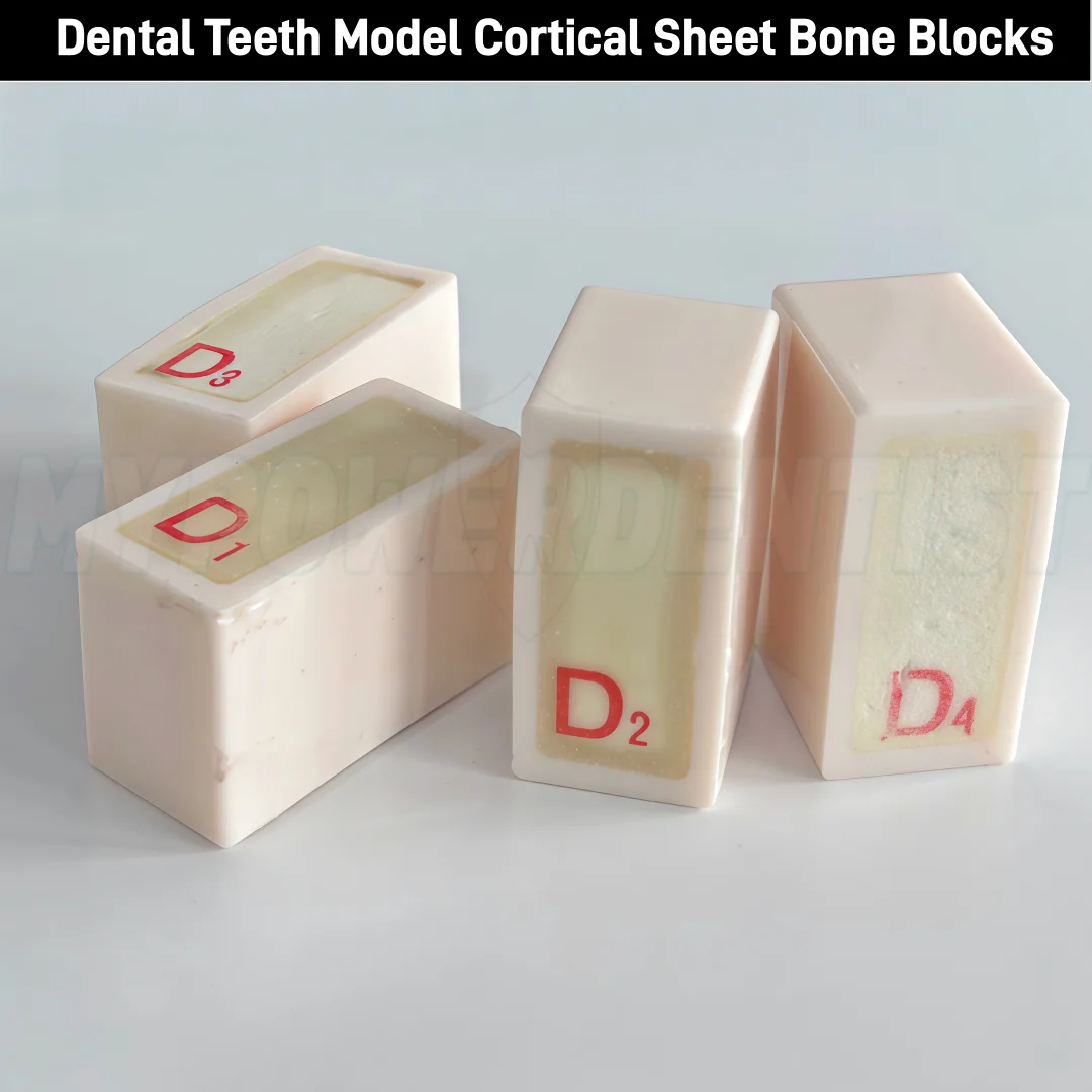 

4Pcs Dental Cortical Sheet Bone Block Teeth Model Trabecular Bone Replica D1-D4 Block