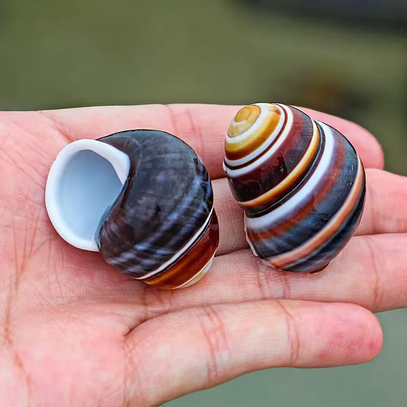 Concha de caracola Natural, espécimen de Caracol de pan blanco y negro, carcasa de tornillo para pecera, acuario, cangrejo ermita, carcasa de repuesto