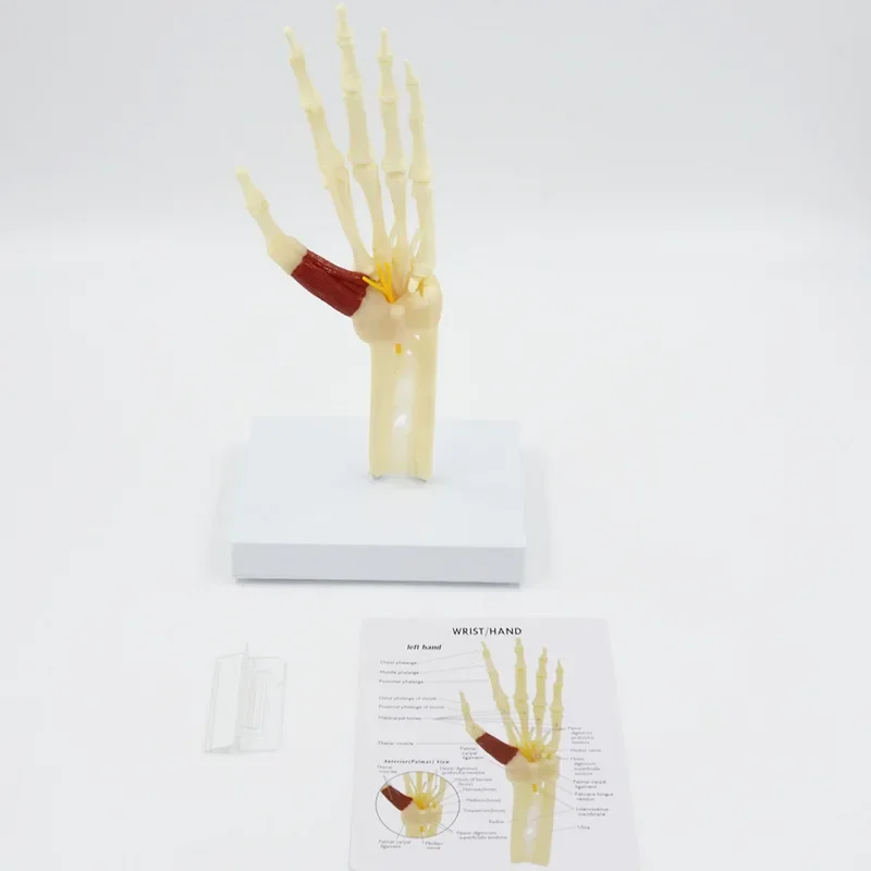 Human Hand Bone Model with Palm and Wrist Bones for Medical Teaching and Study  18cm * 15cm * 30cm