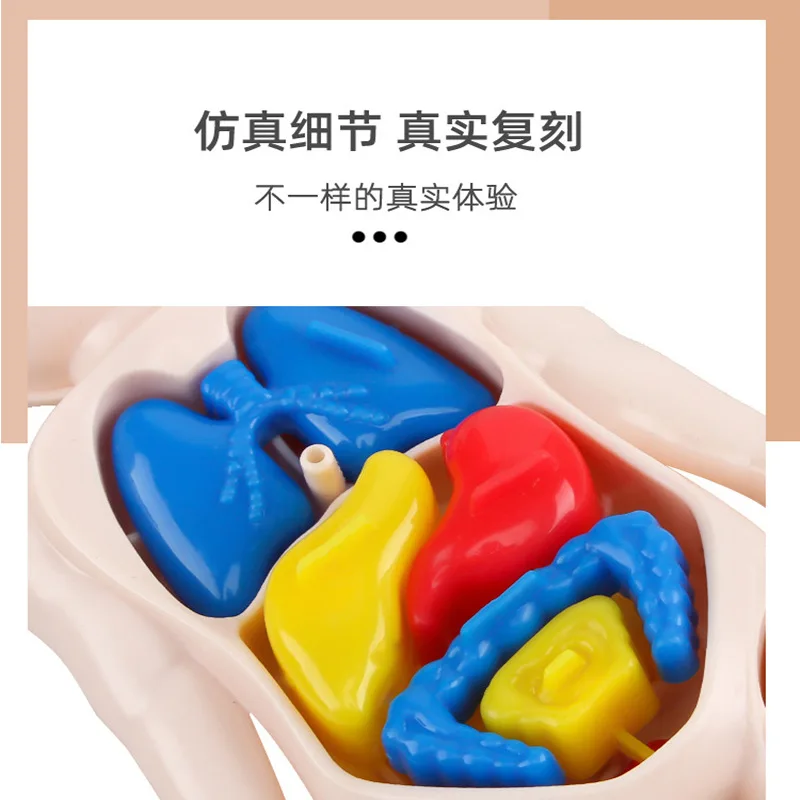 تجميع DIY لنماذج هيكل الأعضاء البشرية، وسائل تعليمية طبية في مرحلة الطفولة المبكرة، ألعاب تعليمية للمدرسة الابتدائية