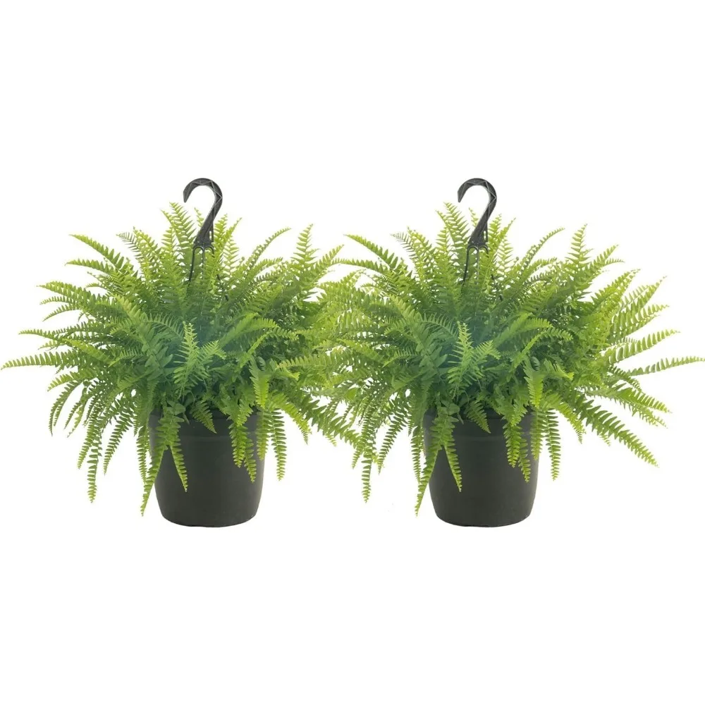 

Рослины Бостон-папоротника премиум-класса в подвесной корзине, живые комнатные растения для наружного сада и домашнего декора патио, высота 16 дюймов