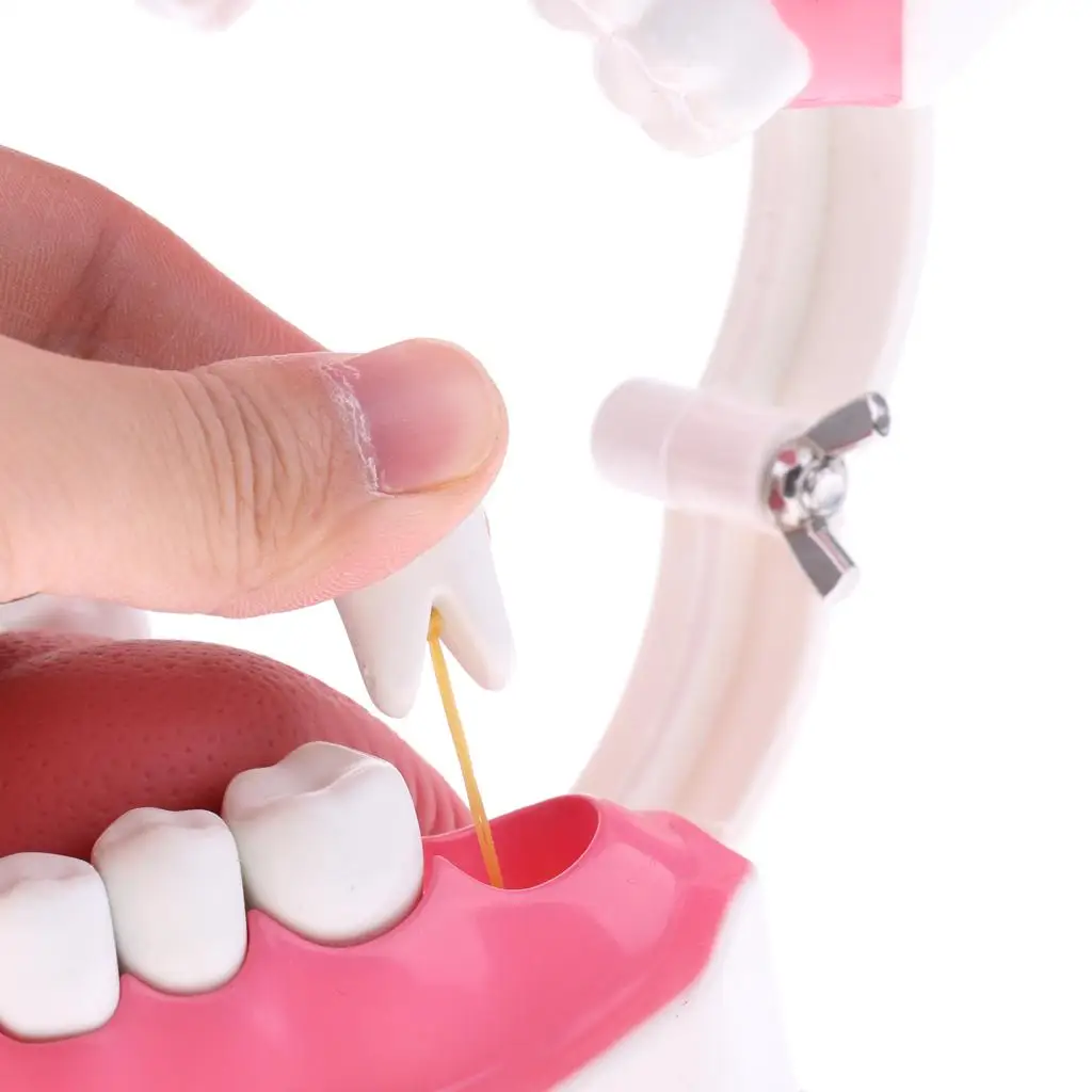 Oral Hygiene Teaching Model Human Mouth Teeth Kit Educational Tool for Dentist and Student Training