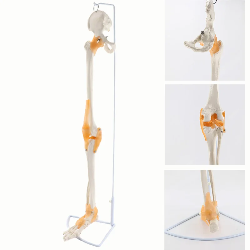 

Hanging Human Lower Limb Anatomy Model Leg Bone Foot Skeleton Anatomical Model Skeletal Medical Teaching Supplies Tools