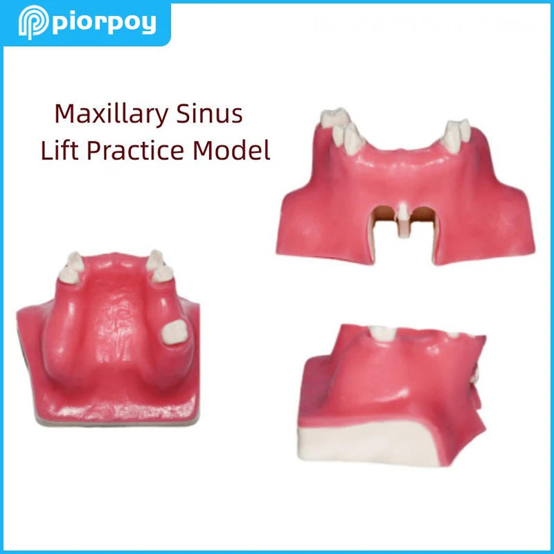 

Dental Sinus Lifting Implant Practice Teeth Model with Soft Gums Dentistry Teaching Demonstration Students Training Products