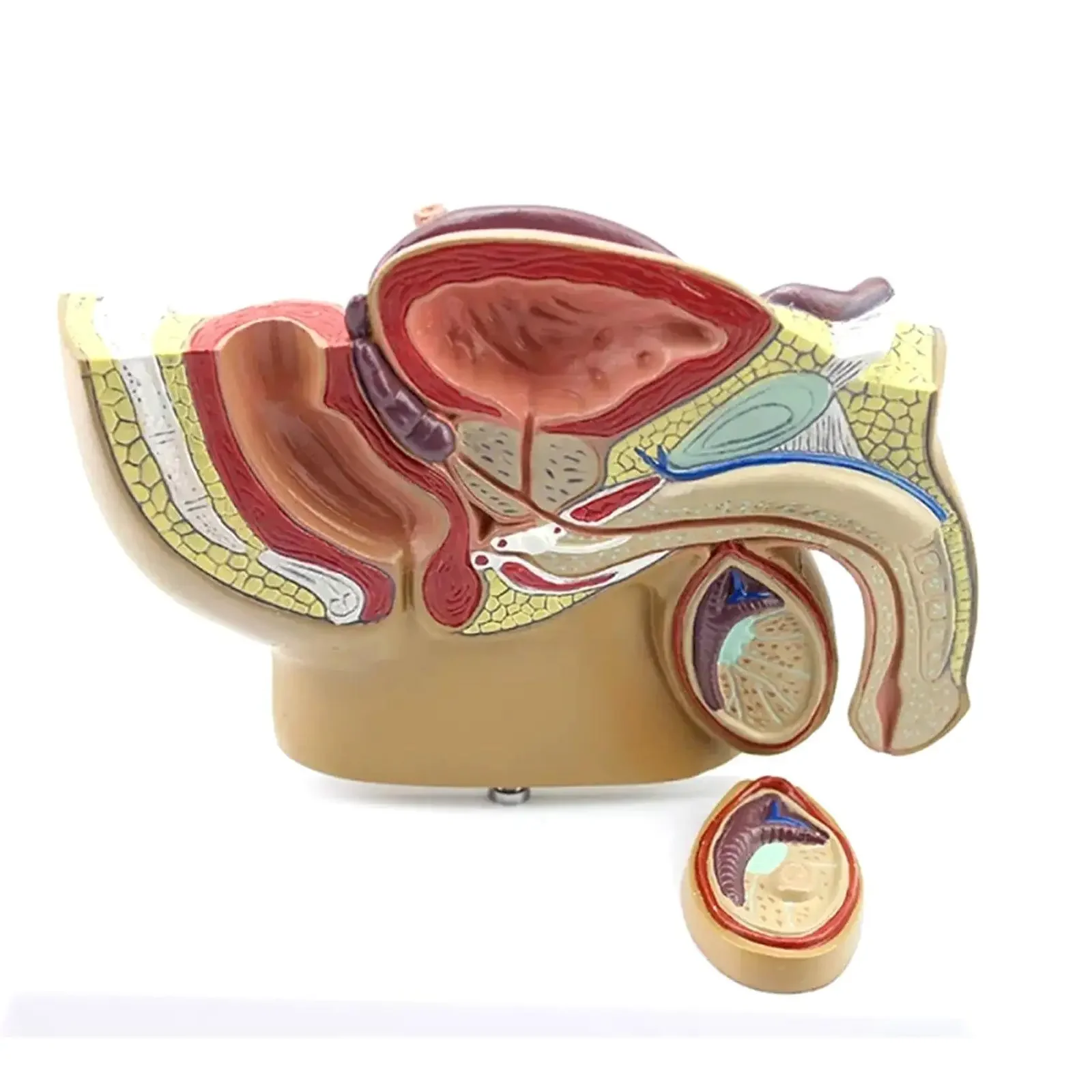 PVC Human Male Pelvic Sagittal Testicular Profile Model Medical Teaching Models