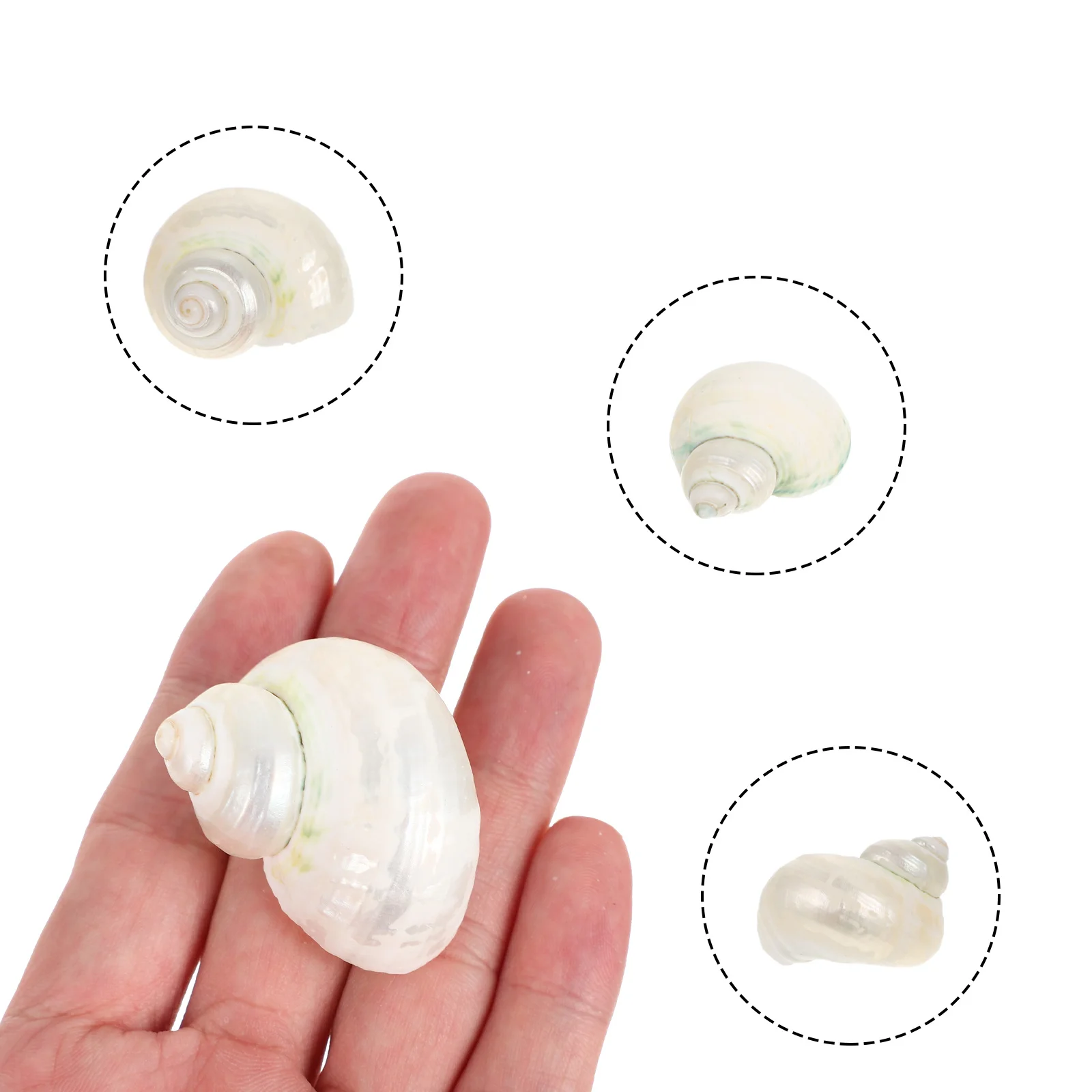 

10Pcs Natural Conch Shells for Hermit Crab Shells Fish Tank Decor Aquarium Landscape Decor Shell Ornament DIY Conch Material