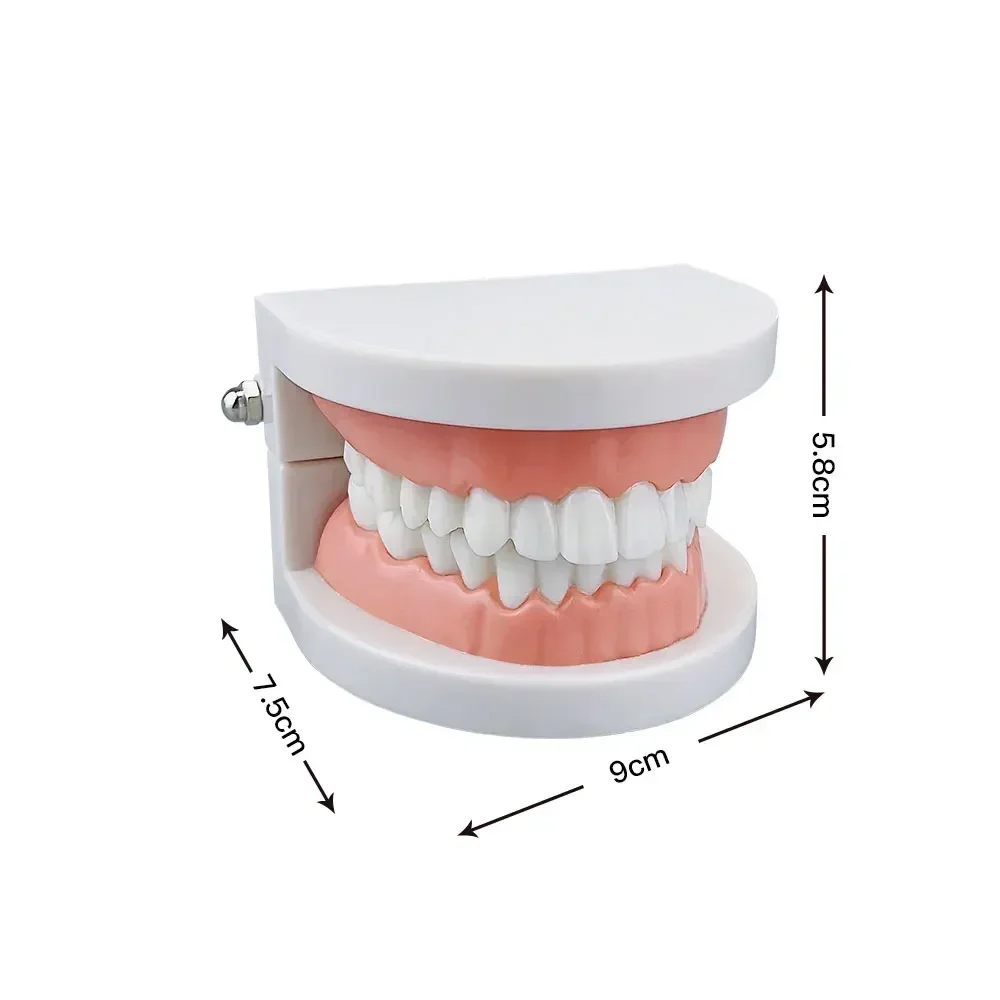 1set Standard Dental Model Teeth Teaching Model Plastic Teeth Model for Dentist Dental Students Studying Education Display