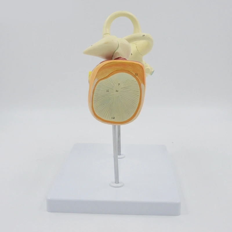 Human Ear Model for Anatomy Human Ear Anatomical Model Human Inner Ear Model Teaching Ear Internal Structure Model