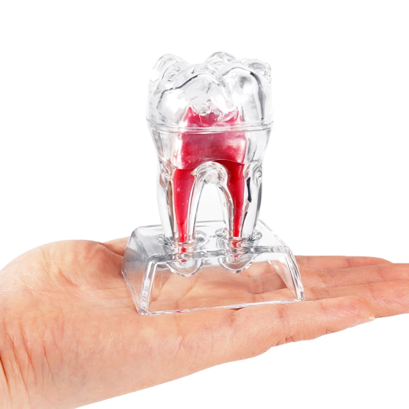 1pc Dental Anatomical Model Transparent Detachable Tooth Decomposition Model Large Tooth Molar Model Dentistry Clinic Ornaments