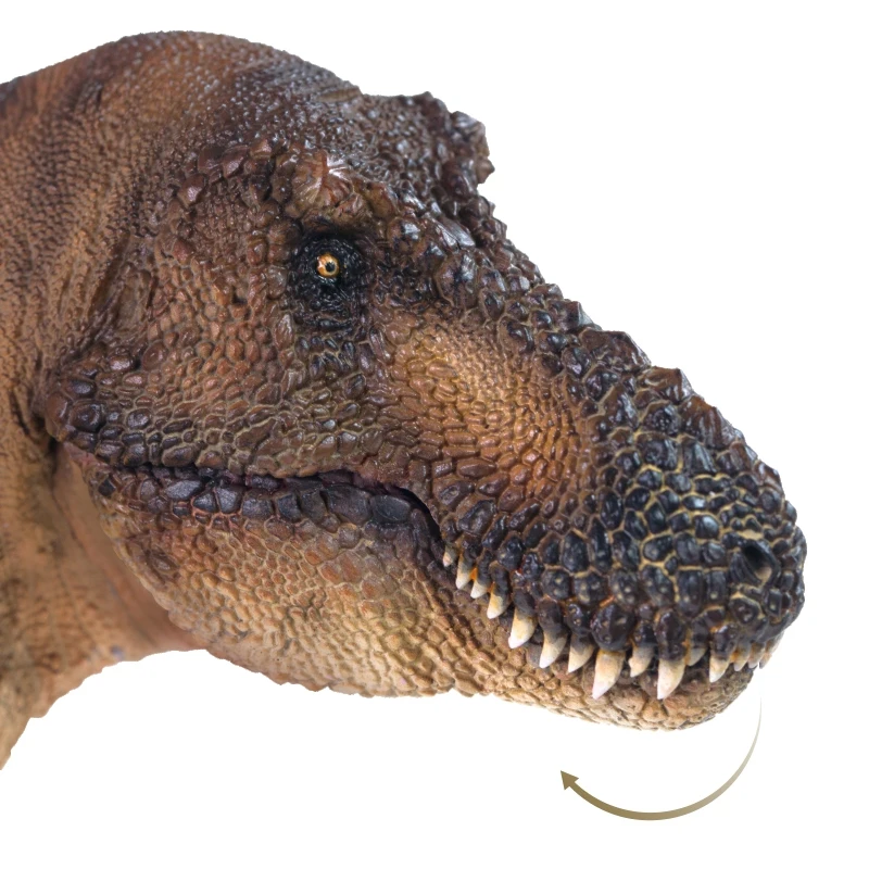 

Dinosaur Museum Tyrannosaurus rex Andrea 1:35 scientific art model highly simulated dinosaur toy figurine safe material