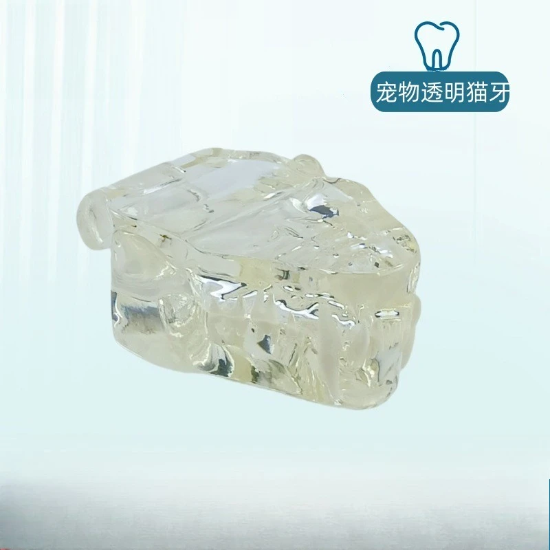 Shop teaching exercises, animal models, transparent dog teeth models, animal dog teeth oral models