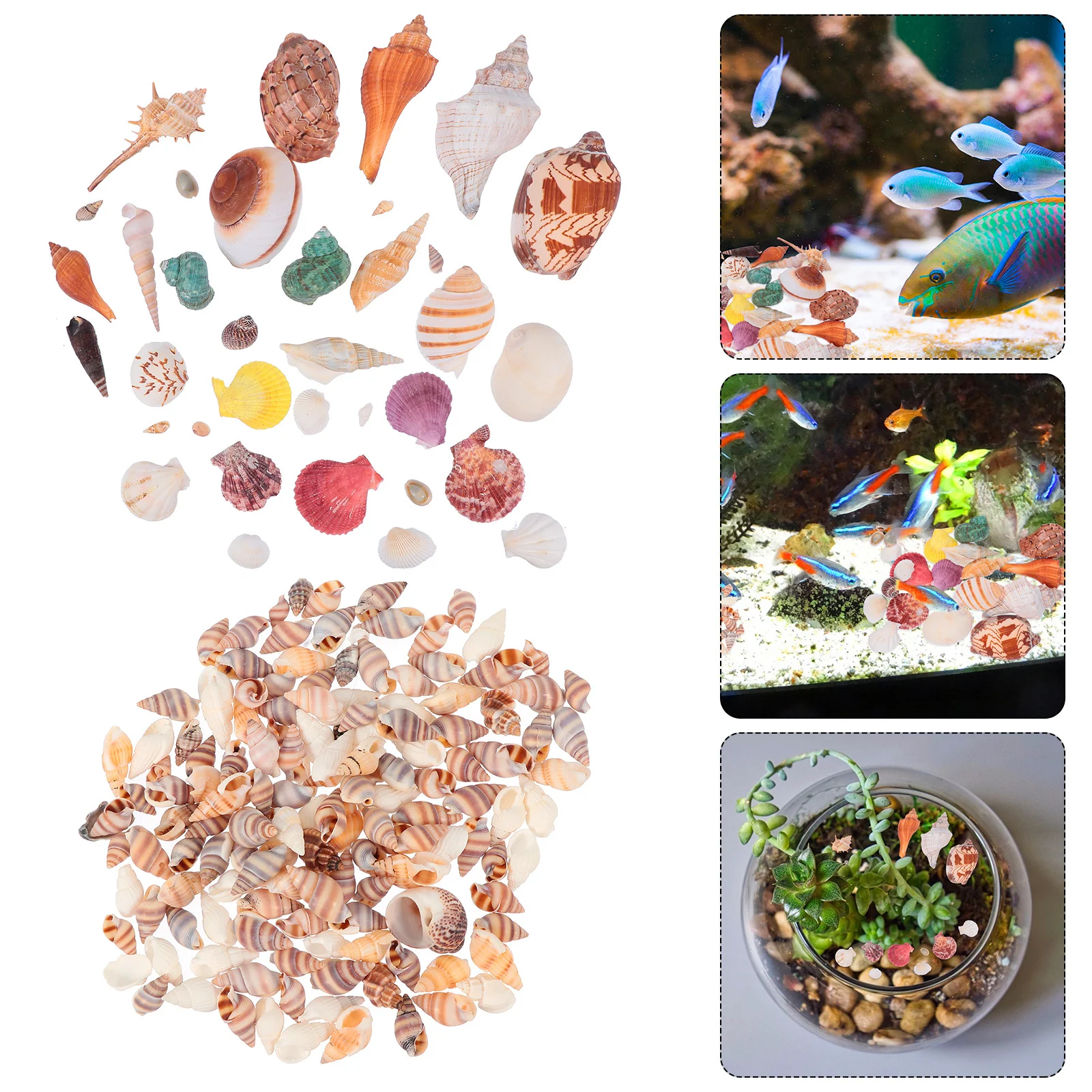 

1Set Natural Seashells Decoration Set for Aquarium Fish Tank Vase Filler Craft Beach Party Decor Ocean Theme Home Garden Coastal