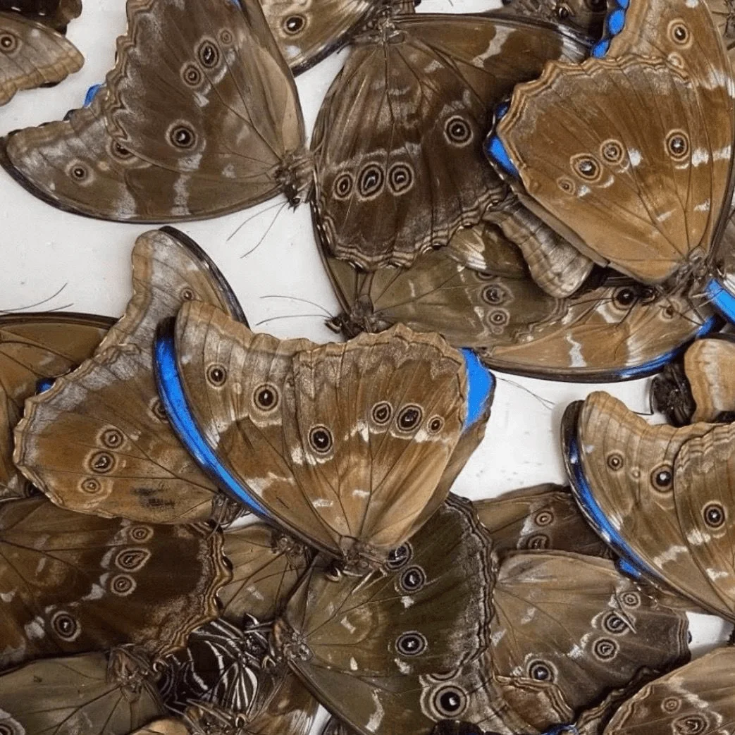 Insect Specimen Real Butterfly, Morpho Menelaus, A1/A- Quality, Open Wing, Natural Butterfly DIY Craft Material for Collection