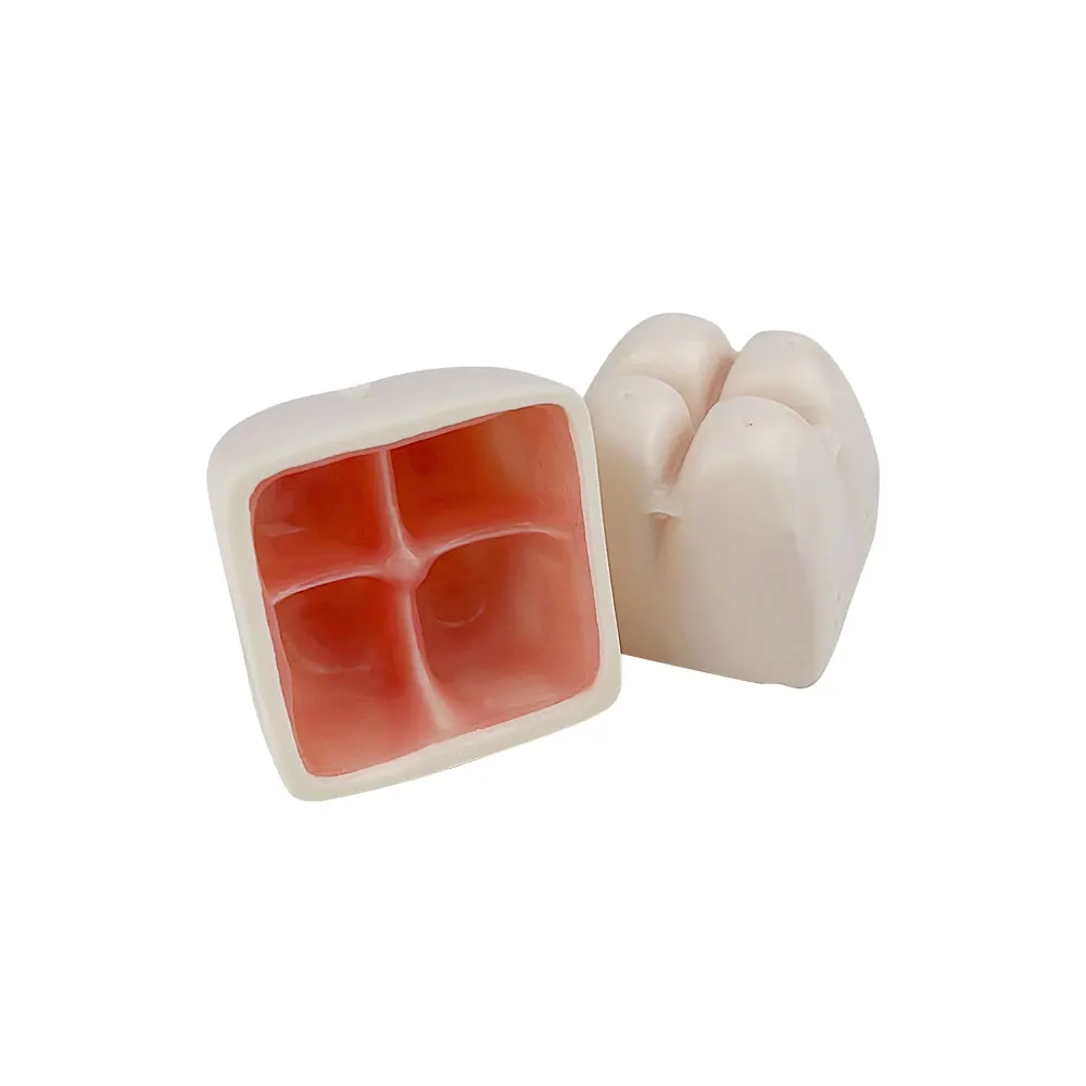 Practice Teeth Model For Dental Students Dental Model For Maxillary Sinus Internal External Lifting  Dental Training Model Block