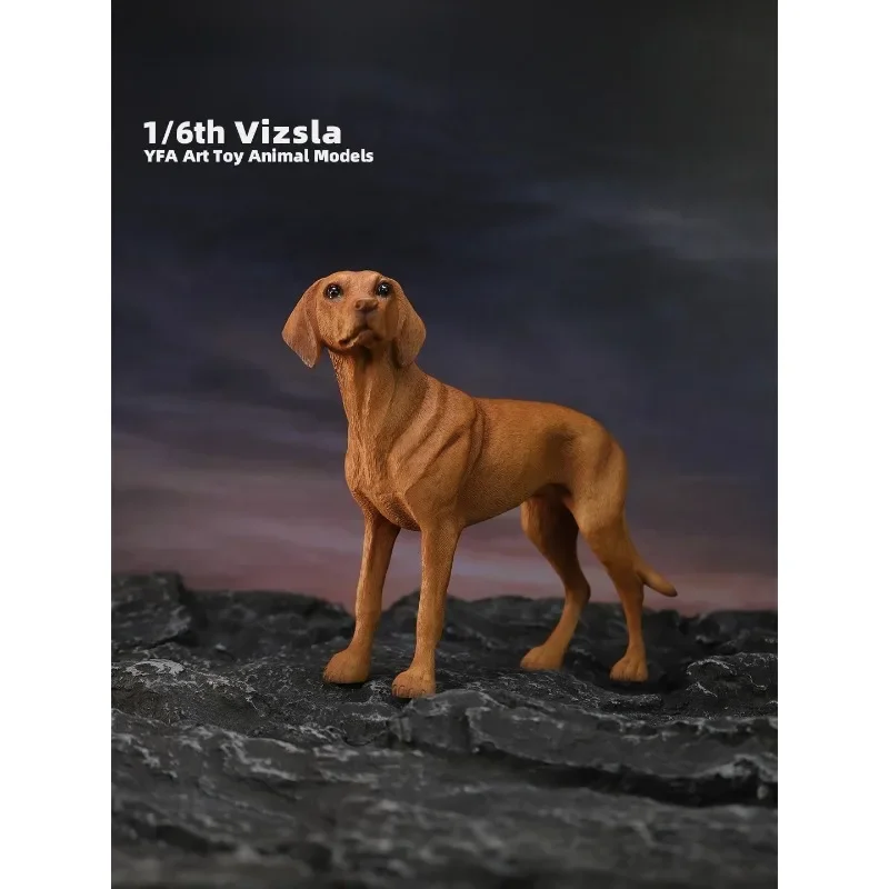 1/6 스케일 시뮬레이션 수지 동물 Vizsla 개 모델 12 "장난감 피규어 액세서리 연인 선물 차량 장식품 재고 있음
