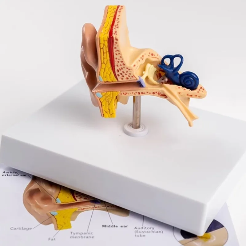 

Анатомическая модель структуры ушей, внешняя средняя внутренняя система уха, слуховая система, структура ушей, обучающая медицина