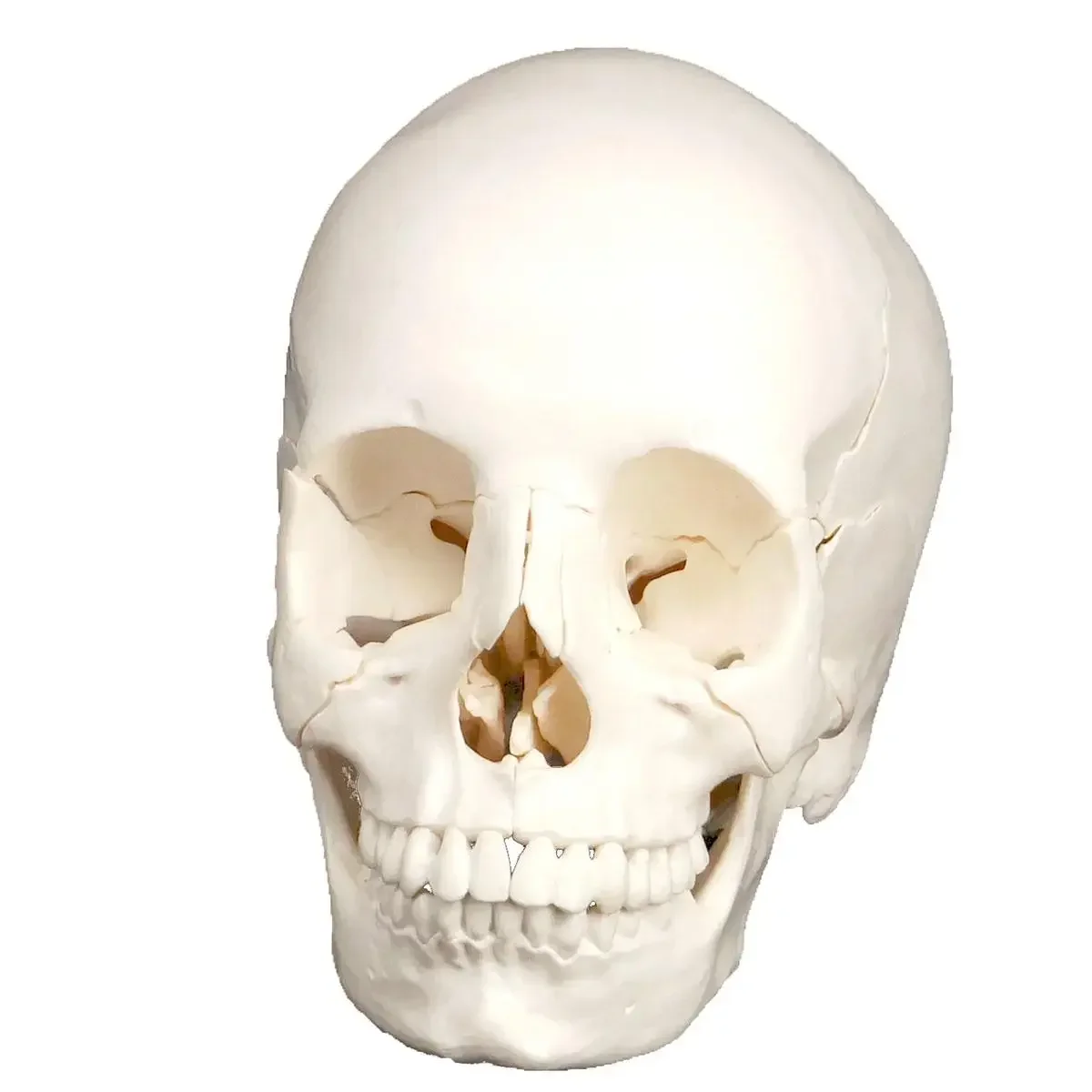 

White 1:1 Human Head Skull Model Detachable 22 Parts Medicine Anatomy Teaching Training Aid Education