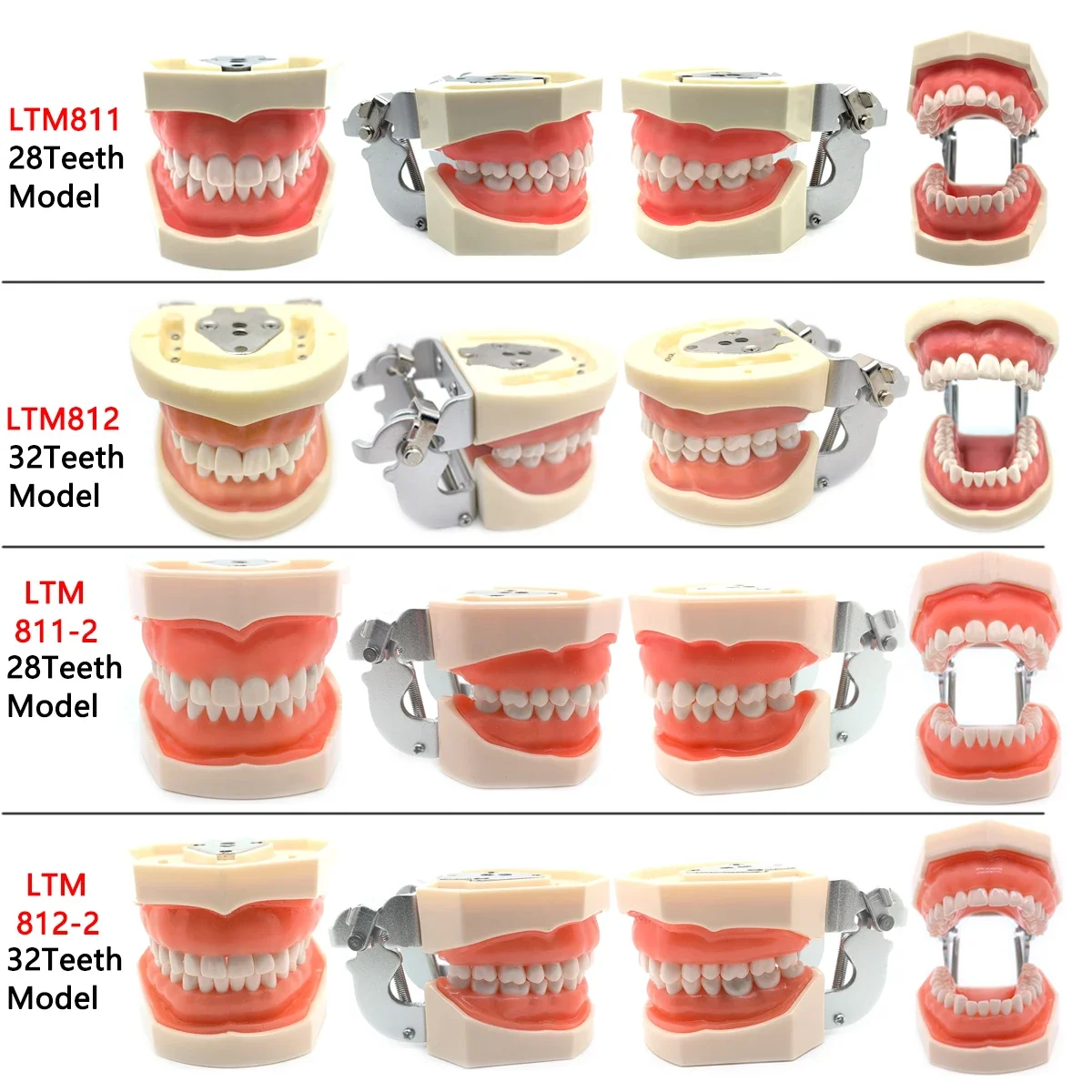 

Dental Teeth Model For Dental Technician Practice Training Studyting Dentistry Typodont Models With Removable Teeth