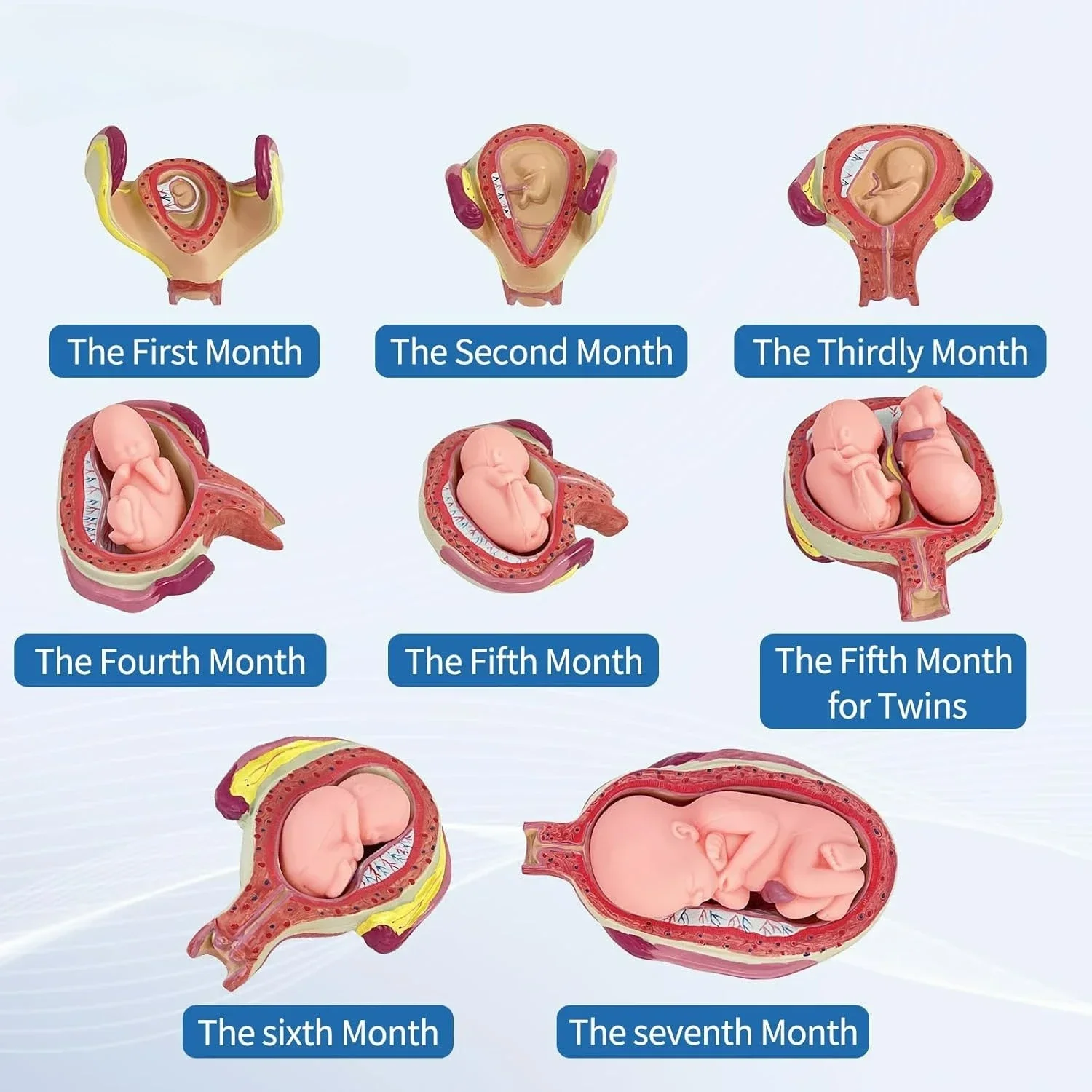Human Fetal Development Model Baby Foetus Pregnancy Anatomy Labs Pregnancy Series Embryonic Set of 8 Anatomical Model Anatomical