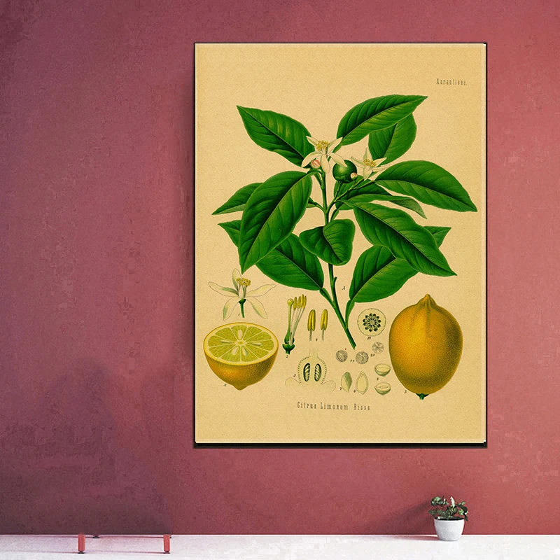 Botanical Posters Butterfly Insect Fruit Birds Fish Animal Kraft Paper Vintage Home Bar Cafe Decor Art Wall Painting Poster