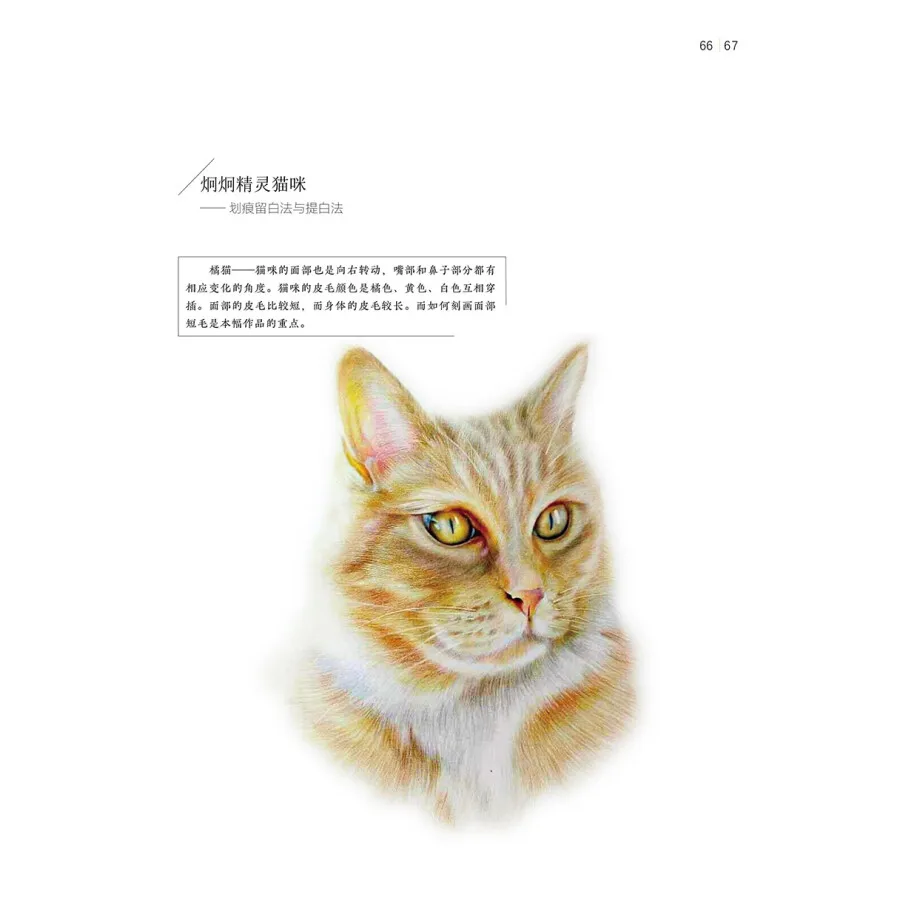 Tutorial de desenho de lápis de cor baseado em zero para pássaros animais