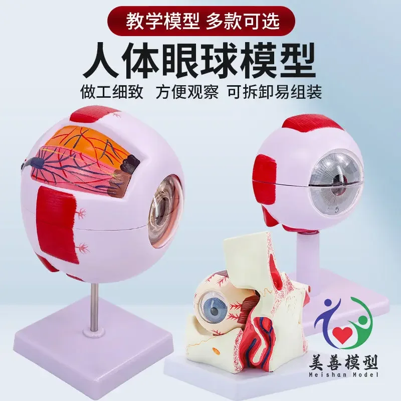 A Human Eye Model 6x Magnification Eye Model, Facial Features Eye Structural Anatomy Teaching Model, Medicine