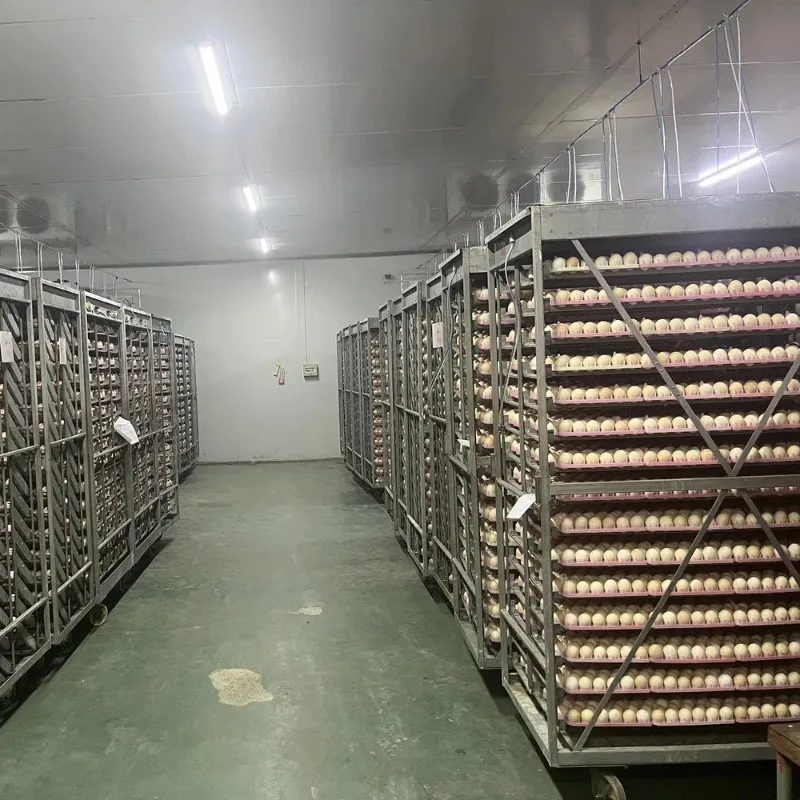 Custom Small Temperature Difference Fully Automatic Chicken Eggs Incubator for Professional Hatchery