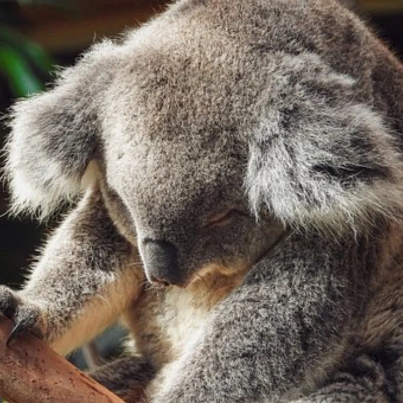 

FOR RC cars 4WD All Terrain Cross Country Car RC Water Land Amphibious 2.4G Toy Remote Control Car Kids Gift Fine Product