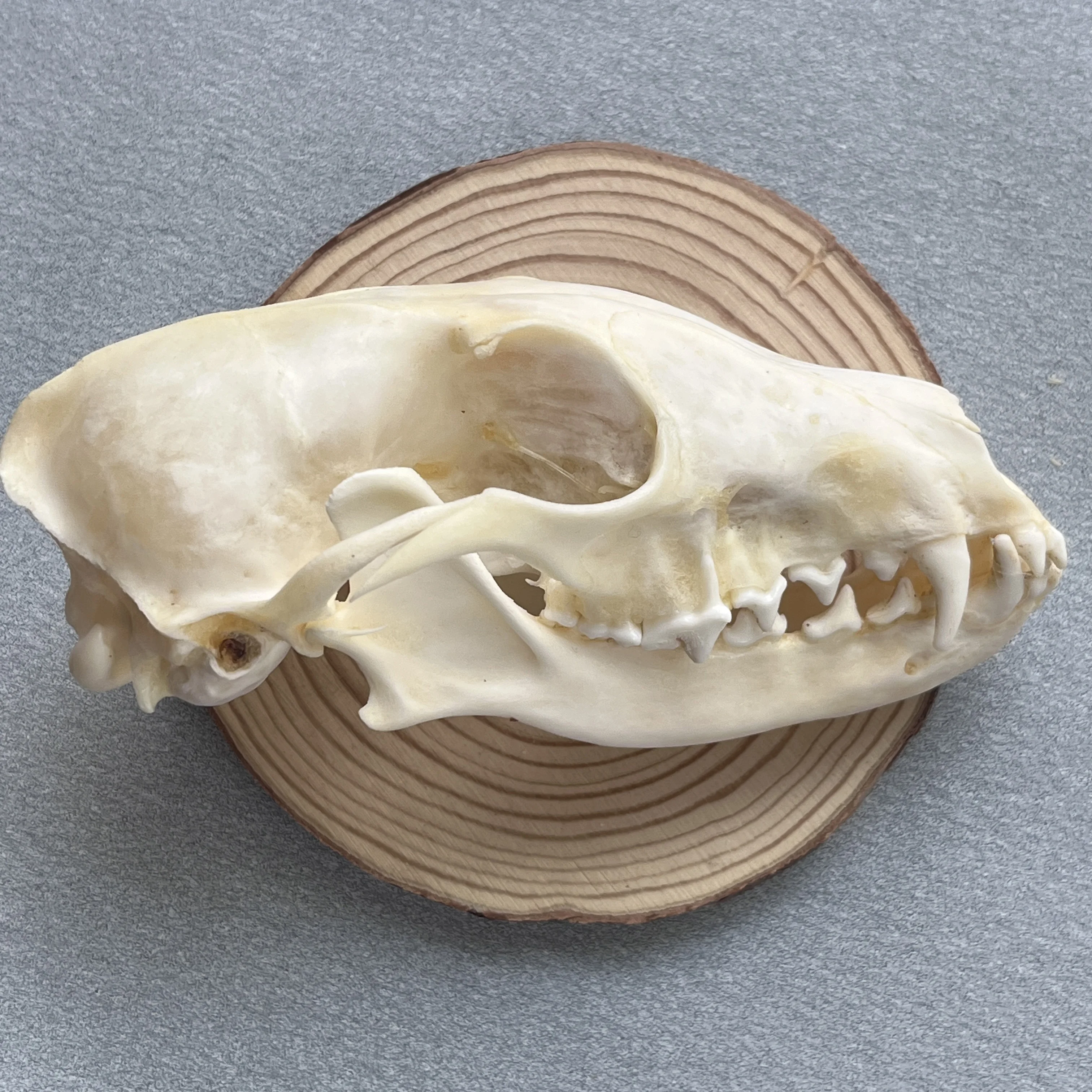 2/4/6/8/10pcs Taxidermy Real Bone Fox Skull, Bones Real for Craft, Skull Decoration for Home, Specimen Collectibles Study